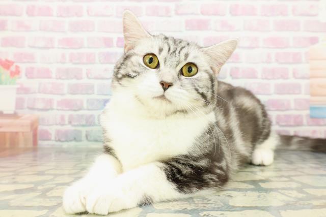神奈川県のスコティッシュフォールド (Coo&RIKUパウ川崎店/2025年8月14日生まれ/女の子/シルバータビーホワイト)の子猫の2枚目の画像