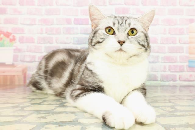 神奈川県のスコティッシュフォールド (Coo&RIKUパウ川崎店/2025年8月14日生まれ/女の子/シルバータビーホワイト)の子猫の3枚目の画像