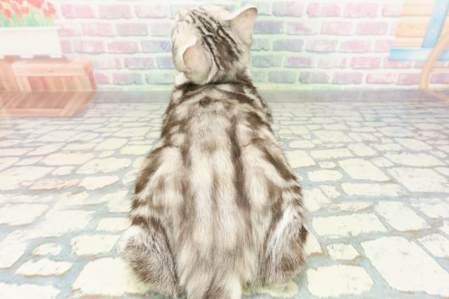 神奈川県のスコティッシュフォールド (Coo&RIKUパウ川崎店/2025年8月14日生まれ/女の子/シルバータビーホワイト)の子猫の4枚目の画像