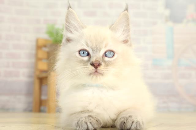 三重県のラグドール (Coo&RIKU津高茶屋店/2025年12月30日生まれ/男の子/ブルーリンクスポイント)の子猫の1枚目の画像