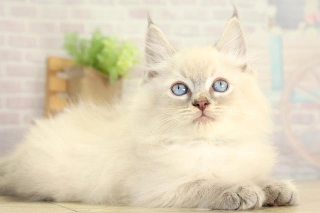 三重県のラグドール (Coo&RIKU津高茶屋店/2025年12月30日生まれ/男の子/ブルーリンクスポイント)の子猫の2枚目の画像