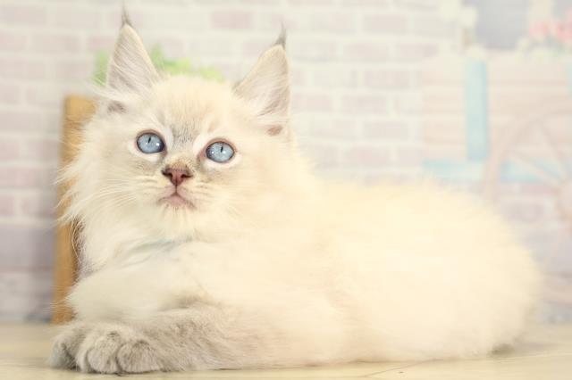 三重県のラグドール (Coo&RIKU津高茶屋店/2025年12月30日生まれ/男の子/ブルーリンクスポイント)の子猫の3枚目の画像