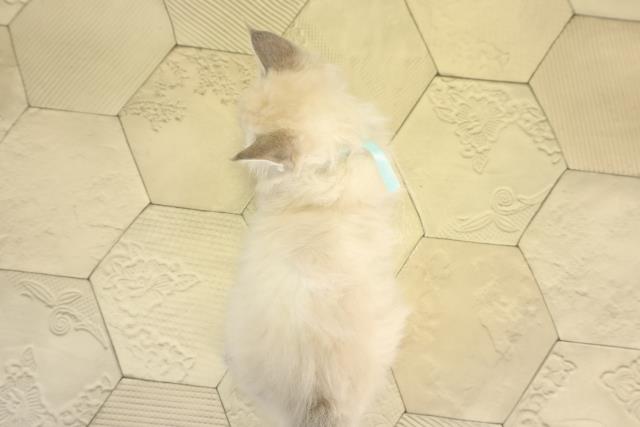 三重県のラグドール (Coo&RIKU津高茶屋店/2025年12月30日生まれ/男の子/ブルーリンクスポイント)の子猫の4枚目の画像