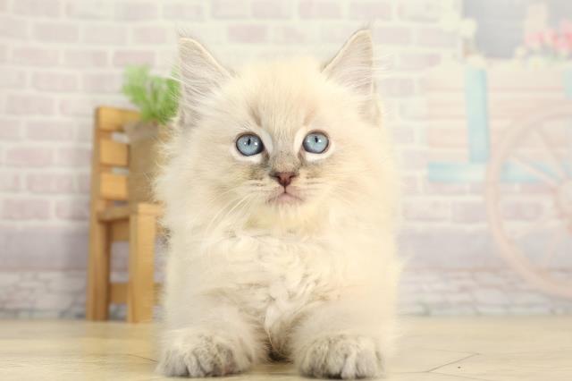 愛知県のラグドール (Coo&RIKU名古屋みなと店/2025年12月30日生まれ/男の子/ブルーリンクスポイント)の子猫の1枚目の画像