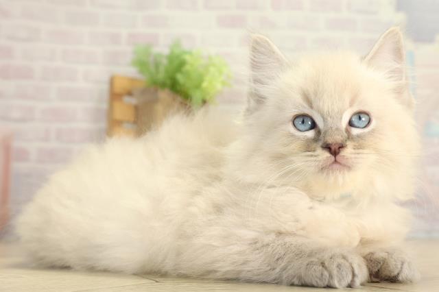 愛知県のラグドール (Coo&RIKU名古屋みなと店/2025年12月30日生まれ/男の子/ブルーリンクスポイント)の子猫の2枚目の画像