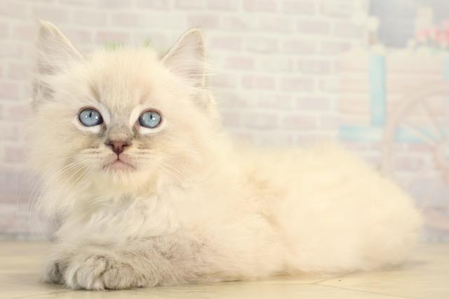 愛知県のラグドール (Coo&RIKU名古屋みなと店/2025年12月30日生まれ/男の子/ブルーリンクスポイント)の子猫の3枚目の画像