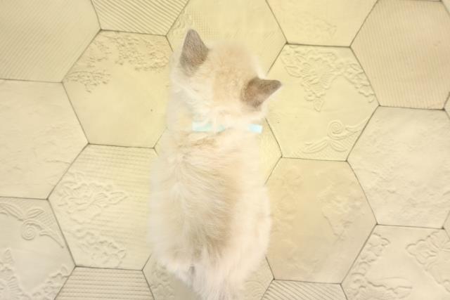 愛知県のラグドール (Coo&RIKU名古屋みなと店/2025年12月30日生まれ/男の子/ブルーリンクスポイント)の子猫の4枚目の画像