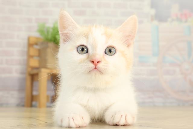 三重県のスコティッシュフォールド (Coo&RIKU津高茶屋店/2025年12月31日生まれ/男の子/クリームタビーホワイト)の子猫