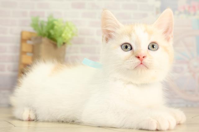 三重県のスコティッシュフォールド (Coo&RIKU津高茶屋店/2025年12月31日生まれ/男の子/クリームタビーホワイト)の子猫の2枚目の画像