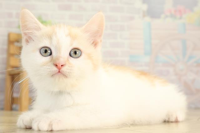 三重県のスコティッシュフォールド (Coo&RIKU津高茶屋店/2025年12月31日生まれ/男の子/クリームタビーホワイト)の子猫の3枚目の画像