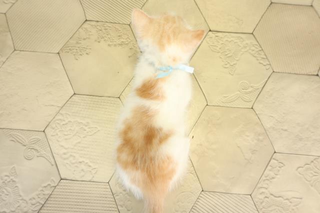 三重県のスコティッシュフォールド (Coo&RIKU津高茶屋店/2025年12月31日生まれ/男の子/クリームタビーホワイト)の子猫の4枚目の画像