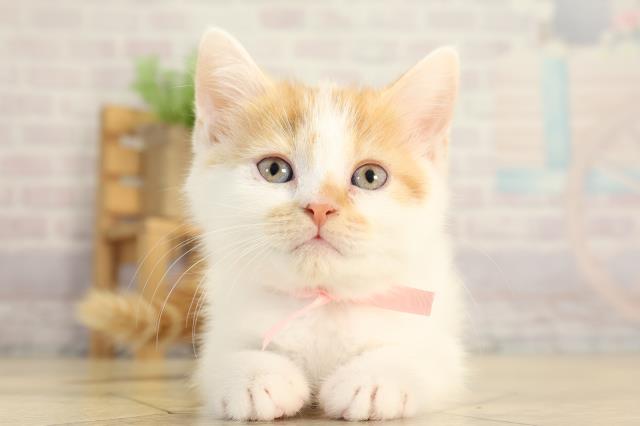 愛知県のスコティッシュフォールド (Coo&RIKU名古屋みなと店/2025年12月31日生まれ/女の子/レッドタビーホワイト)の子猫の1枚目の画像