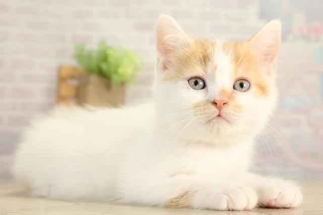 愛知県のスコティッシュフォールド (Coo&RIKU名古屋みなと店/2025年12月31日生まれ/女の子/レッドタビーホワイト)の子猫の2枚目の画像