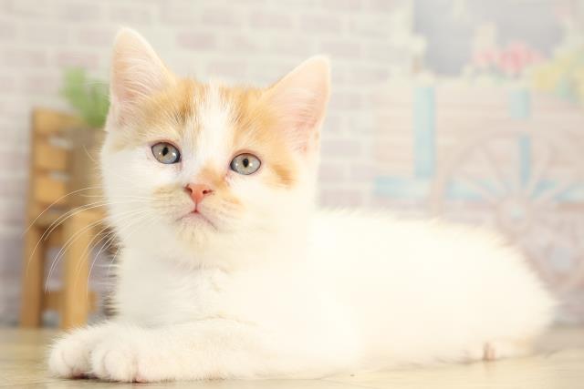 愛知県のスコティッシュフォールド (Coo&RIKU名古屋みなと店/2025年12月31日生まれ/女の子/レッドタビーホワイト)の子猫の3枚目の画像