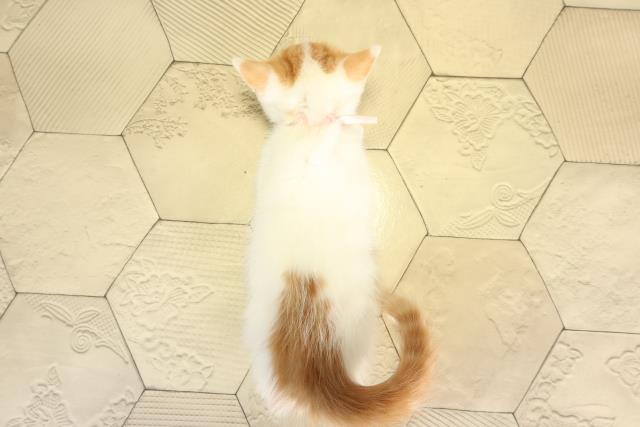 愛知県のスコティッシュフォールド (Coo&RIKU名古屋みなと店/2025年12月31日生まれ/女の子/レッドタビーホワイト)の子猫の4枚目の画像