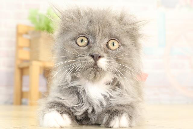 愛知県のアメリカンカール (Coo&RIKU名古屋滝ノ水店/2025年12月28日生まれ/女の子/ブルーホワイト)の子猫の1枚目の画像