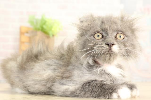 愛知県のアメリカンカール (Coo&RIKU名古屋滝ノ水店/2025年12月28日生まれ/女の子/ブルーホワイト)の子猫の2枚目の画像