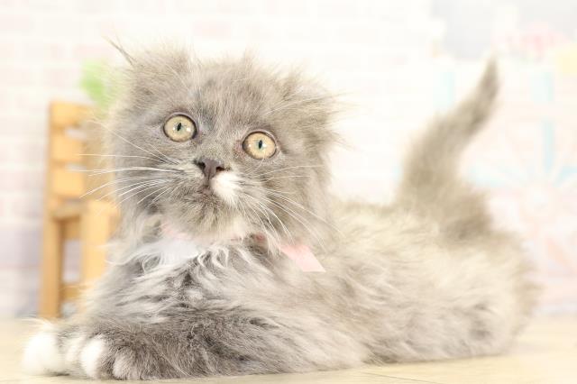 愛知県のアメリカンカール (Coo&RIKU名古屋滝ノ水店/2025年12月28日生まれ/女の子/ブルーホワイト)の子猫の3枚目の画像