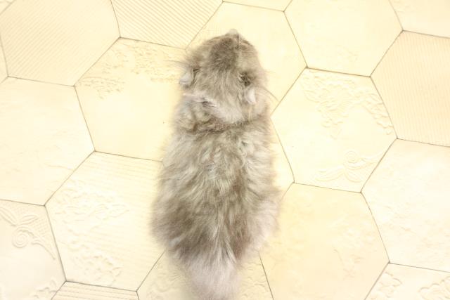 愛知県のアメリカンカール (Coo&RIKU名古屋滝ノ水店/2025年12月28日生まれ/女の子/ブルーホワイト)の子猫の4枚目の画像