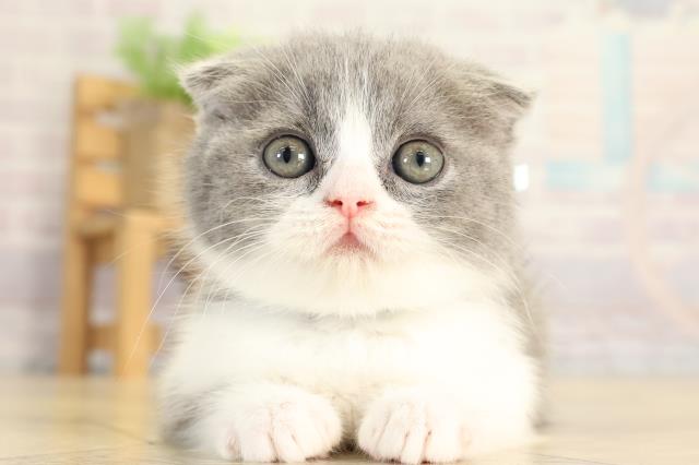 三重県のスコティッシュフォールド (Coo&RIKU四日市店/2026年1月4日生まれ/男の子/ブルータビーホワイト)の子猫の1枚目の画像