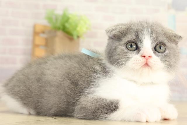三重県のスコティッシュフォールド (Coo&RIKU四日市店/2026年1月4日生まれ/男の子/ブルータビーホワイト)の子猫の2枚目の画像