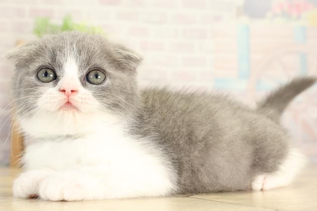 三重県のスコティッシュフォールド (Coo&RIKU四日市店/2026年1月4日生まれ/男の子/ブルータビーホワイト)の子猫の3枚目の画像