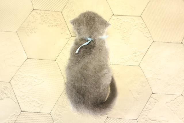 三重県のスコティッシュフォールド (Coo&RIKU四日市店/2026年1月4日生まれ/男の子/ブルータビーホワイト)の子猫の4枚目の画像