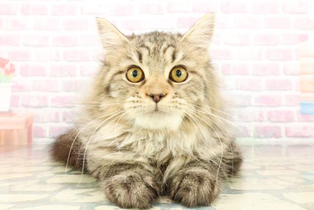 埼玉県のサイベリアン (Coo&RIKU所沢店/2025年10月29日生まれ/男の子/ブラウンタビー)の子猫の1枚目の画像