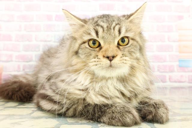 埼玉県のサイベリアン (Coo&RIKU所沢店/2025年10月29日生まれ/男の子/ブラウンタビー)の子猫の3枚目の画像