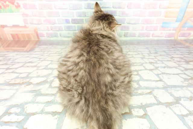 埼玉県のサイベリアン (Coo&RIKU所沢店/2025年10月29日生まれ/男の子/ブラウンタビー)の子猫の4枚目の画像