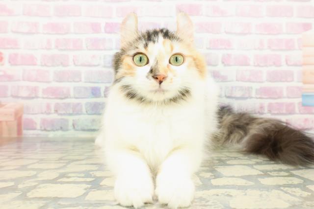 埼玉県のアメリカンカール (Coo&RIKU川口戸塚店/2025年9月2日生まれ/女の子/キャリコ)の子猫