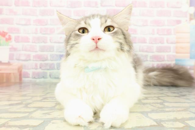 東京都のノルウェージャンフォレストキャット (Coo&RIKU足立本店/2025年9月2日生まれ/男の子/ブルータビーホワイト)の子猫の1枚目の画像