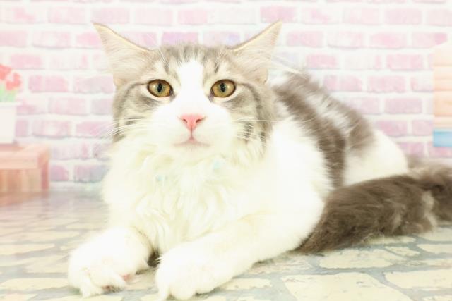 東京都のノルウェージャンフォレストキャット (Coo&RIKU足立本店/2025年9月2日生まれ/男の子/ブルータビーホワイト)の子猫の2枚目の画像