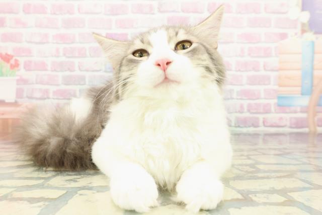 東京都のノルウェージャンフォレストキャット (Coo&RIKU足立本店/2025年9月2日生まれ/男の子/ブルータビーホワイト)の子猫の3枚目の画像