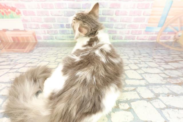 東京都のノルウェージャンフォレストキャット (Coo&RIKU足立本店/2025年9月2日生まれ/男の子/ブルータビーホワイト)の子猫の4枚目の画像