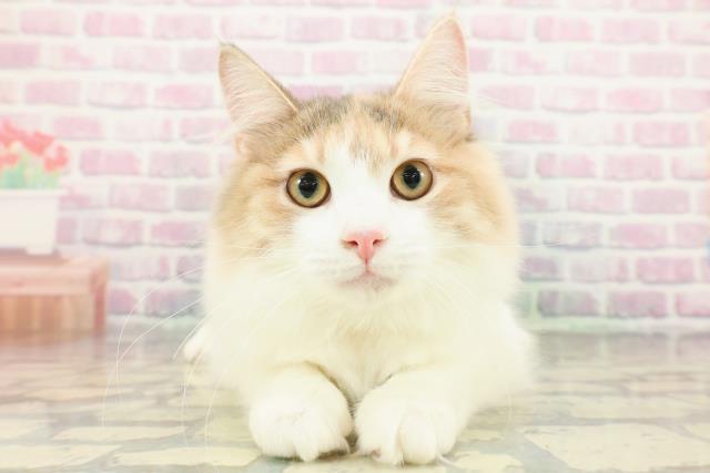 ノルウェージャン・フォレストキャット