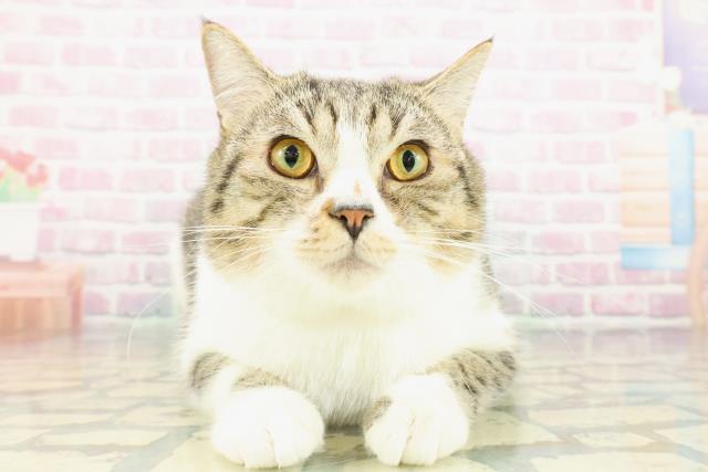 マンチカン（長足）