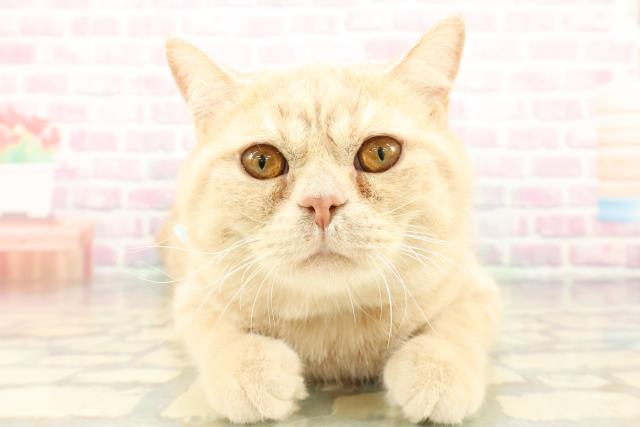 ブリティッシュショートヘアー