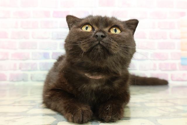 東京都のスコティッシュフォールド (Coo&RIKU板橋店/2025年10月31日生まれ/女の子/ブラック)の子猫の1枚目の画像