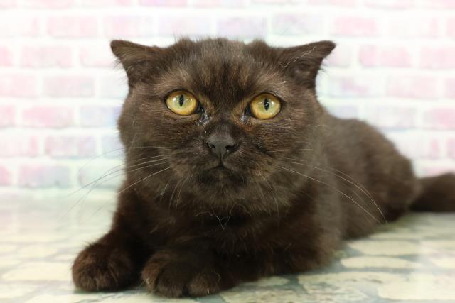 東京都のスコティッシュフォールド (Coo&RIKU板橋店/2025年10月31日生まれ/女の子/ブラック)の子猫の2枚目の画像