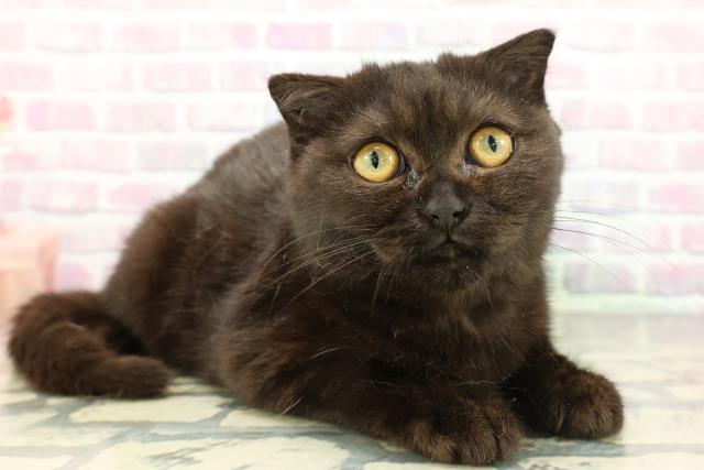 東京都のスコティッシュフォールド (Coo&RIKU板橋店/2025年10月31日生まれ/女の子/ブラック)の子猫の3枚目の画像