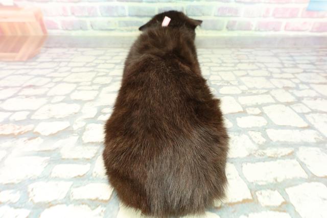 東京都のスコティッシュフォールド (Coo&RIKU板橋店/2025年10月31日生まれ/女の子/ブラック)の子猫の4枚目の画像