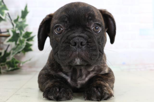 福岡県のフレンチブルドッグ (Coo&RIKU行橋店/2026年1月5日生まれ/男の子/ブリンドル)の子犬の1枚目の画像