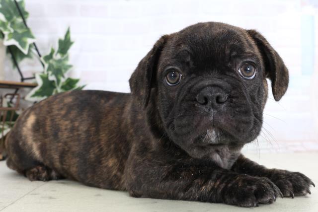 福岡県のフレンチブルドッグ (Coo&RIKU行橋店/2026年1月5日生まれ/男の子/ブリンドル)の子犬の2枚目の画像