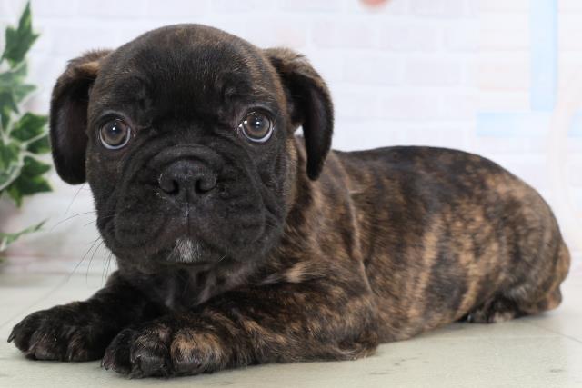 福岡県のフレンチブルドッグ (Coo&RIKU行橋店/2026年1月5日生まれ/男の子/ブリンドル)の子犬の3枚目の画像