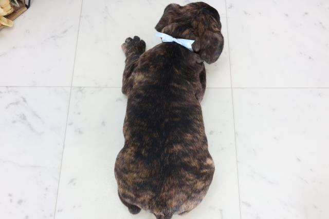 福岡県のフレンチブルドッグ (Coo&RIKU行橋店/2026年1月5日生まれ/男の子/ブリンドル)の子犬の4枚目の画像