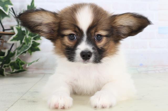 鹿児島県のパピヨン (Coo&RIKU霧島店/2026年1月7日生まれ/男の子/ホワイトブラウン)の子犬の1枚目の画像