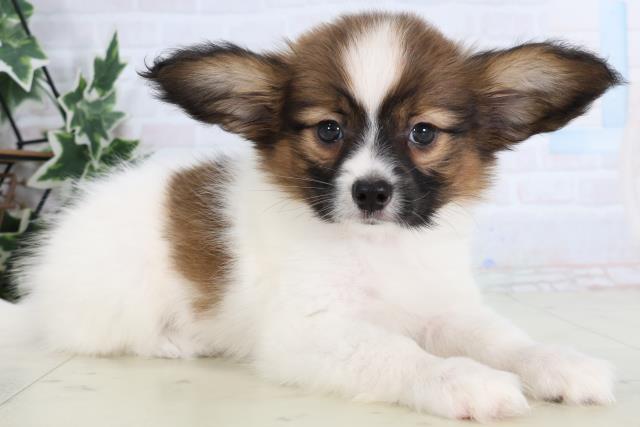 鹿児島県のパピヨン (Coo&RIKU霧島店/2026年1月7日生まれ/男の子/ホワイトブラウン)の子犬の2枚目の画像