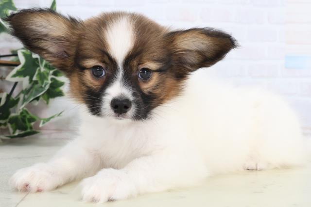 鹿児島県のパピヨン (Coo&RIKU霧島店/2026年1月7日生まれ/男の子/ホワイトブラウン)の子犬の3枚目の画像