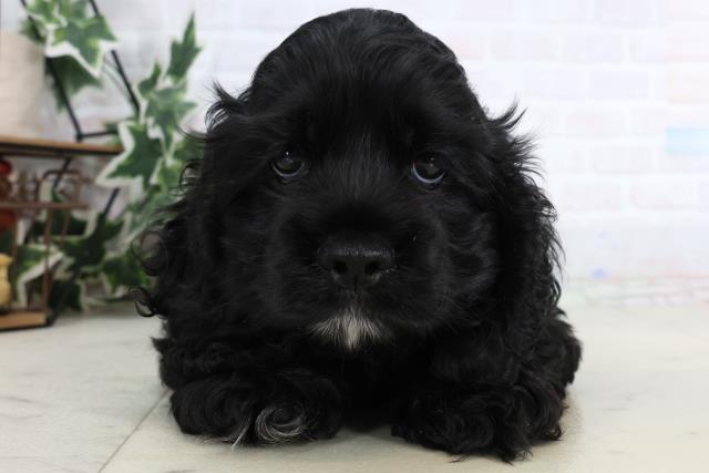 福岡県のアメリカンコッカースパニエル (Coo&RIKU小倉店/2026年1月3日生まれ/男の子/ブラックホワイト)の子犬の1枚目の画像